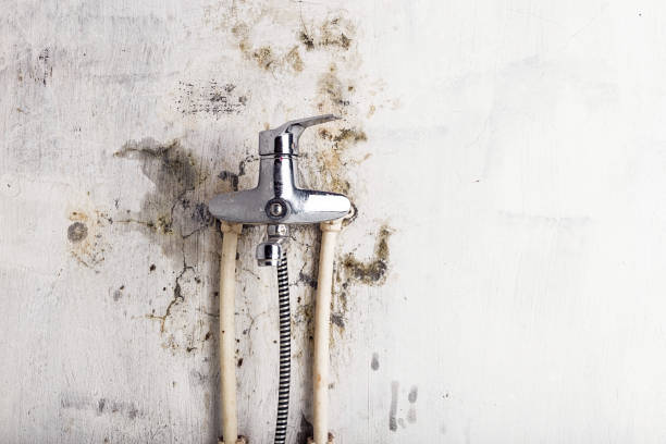 Best Insurance-Related Mold Remediation in Whitesboro, NY