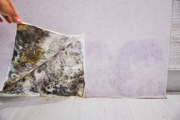 Best Basement Mold Remediation in Whitesboro, NY